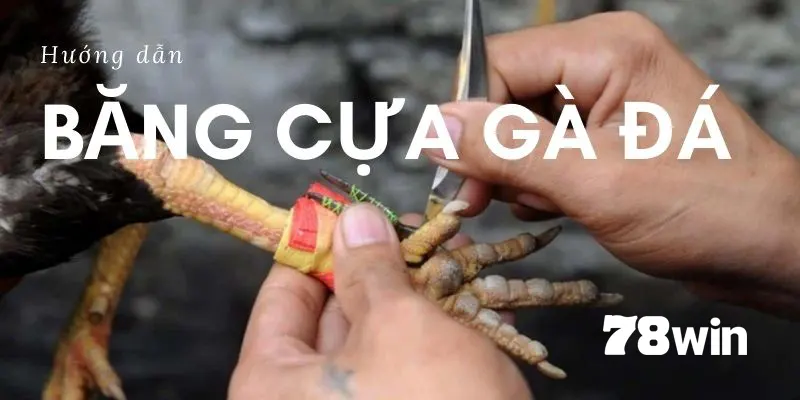 Cách Băng Cựa Gà Đá Với 7749 Kiểu Khác Nhau Của Kê Sư 4 Các dụng cụ cần thiết khi thực hiện băng cựa